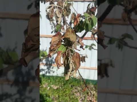 Видео: Коричневые листья на кончиках ветвей деревьев: как определить повреждение цикады