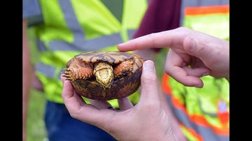 Eversource trains contractors to find, protect turtles