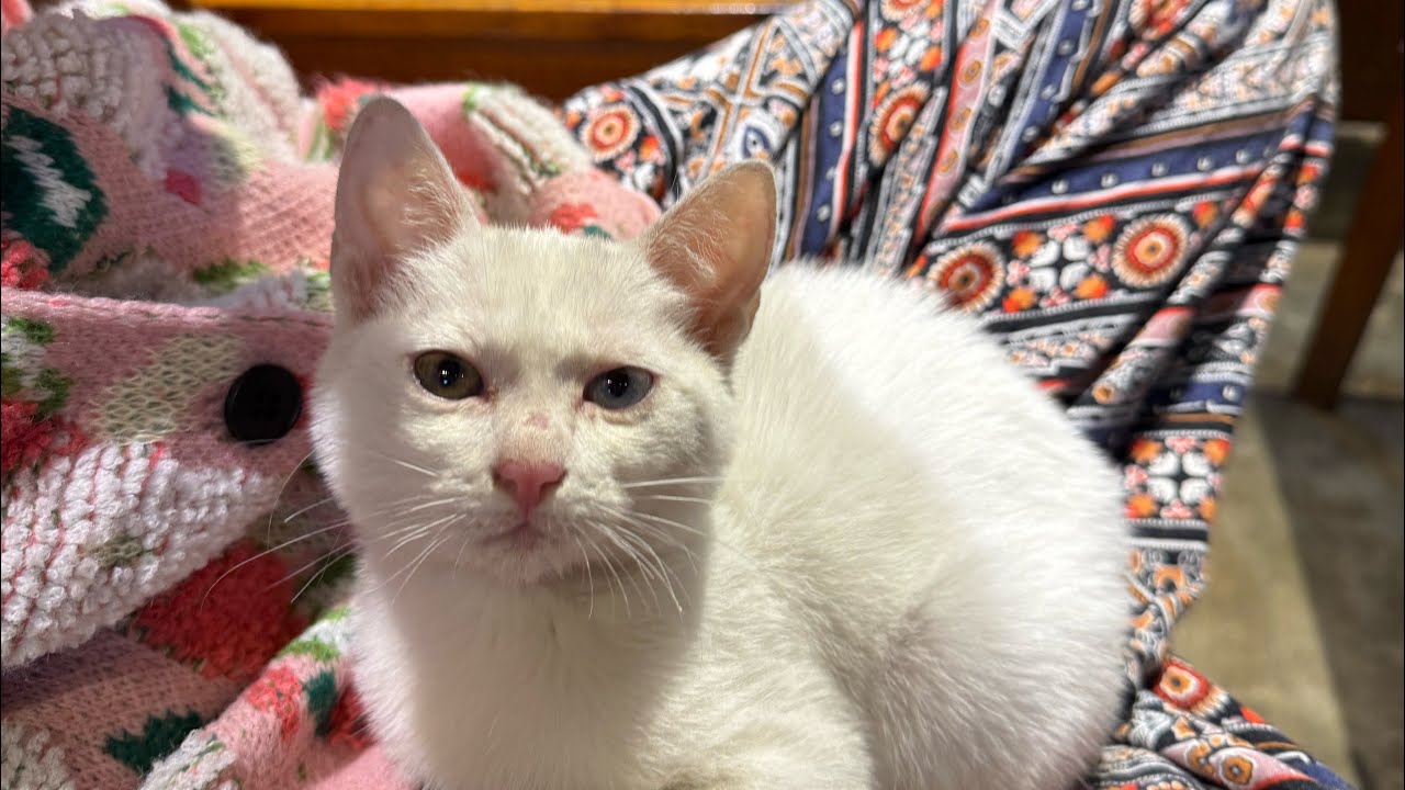 Họ nghĩ gì về bạn | Ko chọn tụ 