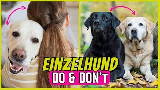 7 Dinge, die Halter von Einzel-Hunden (niemals) tun sollten by SchnüffelSchnuten 1,679 views 1 month ago 4 minutes, 43 seconds