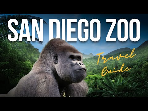 Vídeo: Planejando sua viagem ao zoológico de San Diego