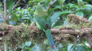 Crimson rumped Toucanet looking around then feeding   Oct 13 2022   Balcon Tumpiki EC   handheld