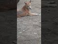 Lov street dogs🐶😍.........#shortvideo #viral #shorts