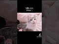 聖闘士星矢を熱唱する猫 #猫が歌う #ねこ #聖闘士星矢 #ペガサス幻想 #ねこ