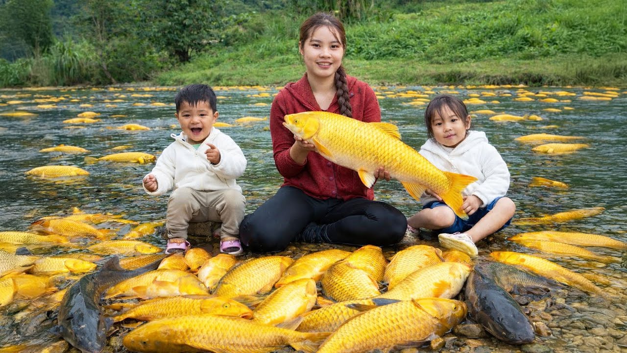 Catching Giant Fish in the Mud in the Rainy Season and Cooking a Tasty Meal