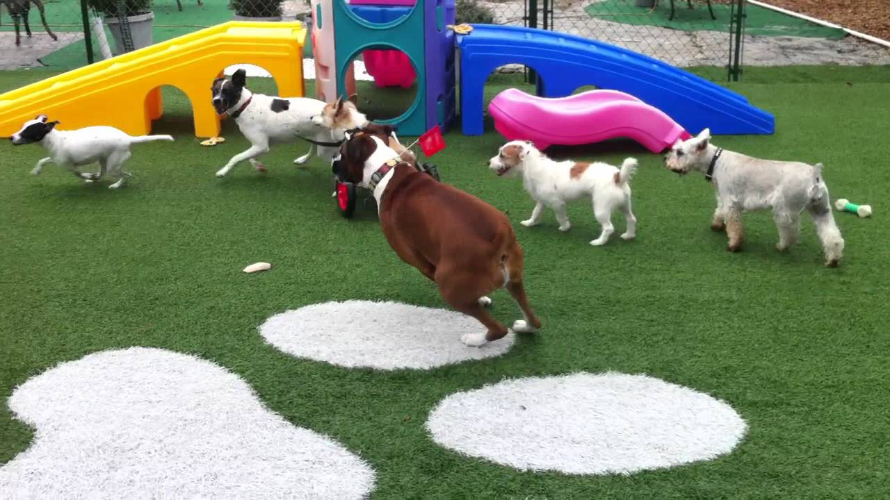 Willy in his cart at Pilar's Pet Resort in Tampa, Fl. YouTube