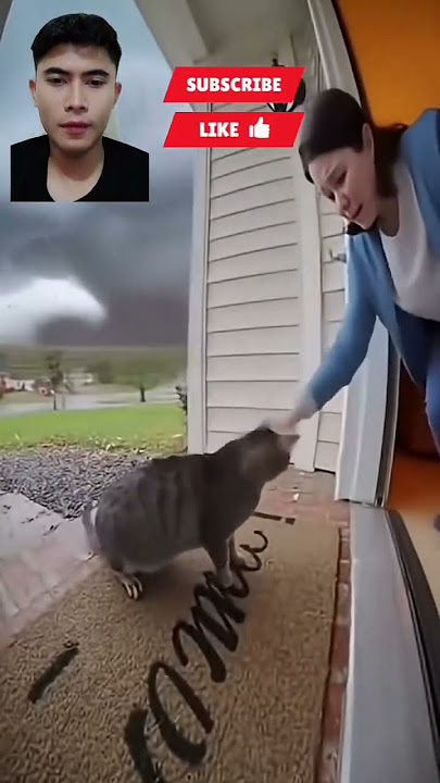 Download lagu Security cam captures scary tornado chasing helpless cat 🥹😭 #tornado #shortvideo #cat #fyp #viral