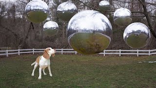 Dog Not Scared of UFO Invasion