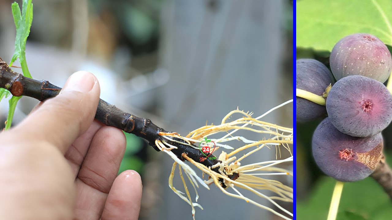 زراعة اقلام التين فى عز الصيف بأسهل واسرع طريقة