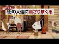 紙兎ロペ「夕焼けチャイム」編