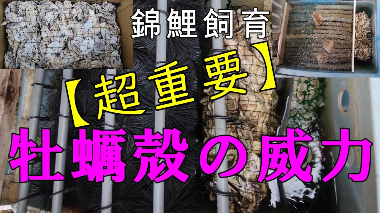 牡蠣殻の効果バツグン！照チャンネル #錦鯉 #泳ぐ宝石錦鯉 #庭池 #アクアリウム #ジャパン