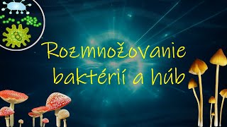 Rozmnožovanie baktérií a húb