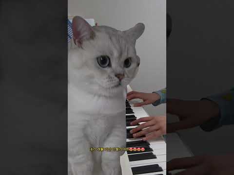 누가 우리 고양이 때렸어!!!😭😭😭 #피아노