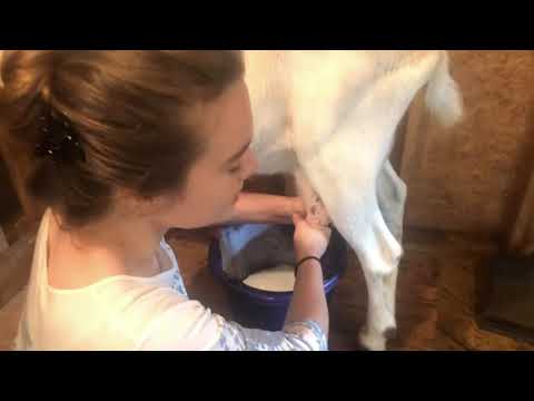 Can she sing pretty and milk a goat at the same time?? ABSOLUTELY!!