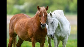 Horses mating - ZAPPING SAUVAGE