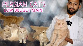 Persian Cat's In Bhopal Low Budget Main Hurry Up by SHADAB NBT 8,310 views 1 year ago 5 minutes, 37 seconds