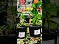 Hoya lovers here 🙋♀️ #bunnings #plantita #plantlover #relaxing