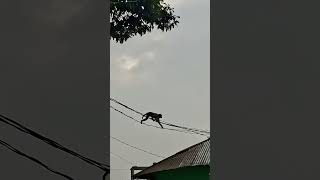 how to monkey walking on the wire very nice video #funny #monkey #shorts #anmals #UnitedState