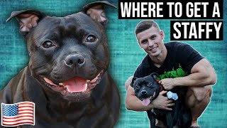 Where to get an English Staffy | Buyers Guide