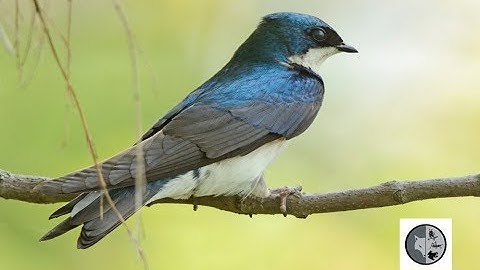 Tree Swallow