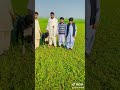 bully kutta//bully dog//pakistani bully kutta tiktok//bully kutta status