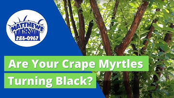 Are Your Crape Myrtles Turning Black?