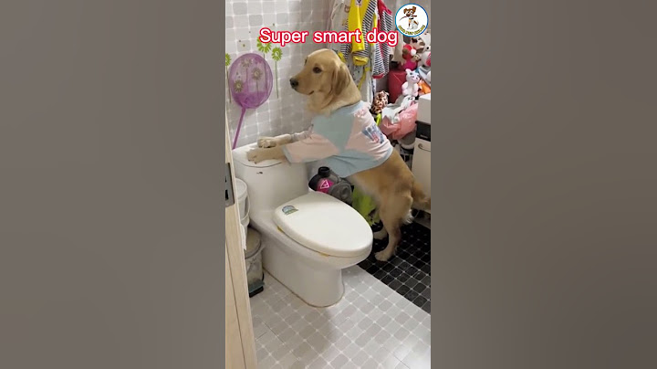 Dog using toilet and Flushes 🐶🚽🚽  | Pet | Smart Dog | #shorts