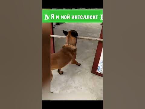 собака #мем #мемчик #мемас #меме #shorts - YouTube
