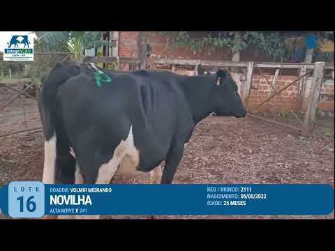 Lote 16