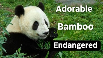 Panda Paradise: Exploring the Enchanting World of Adorable Bamboo-Munchers!