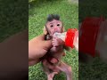 Baby monkey life🐒