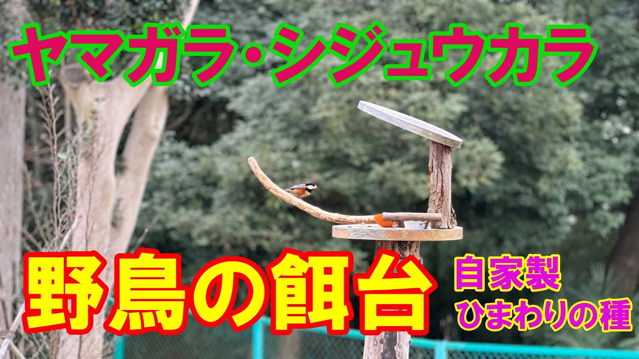 野鳥の餌台（ヤマガラ・シジュウカラ）～GoProでの撮影～ - YouTube