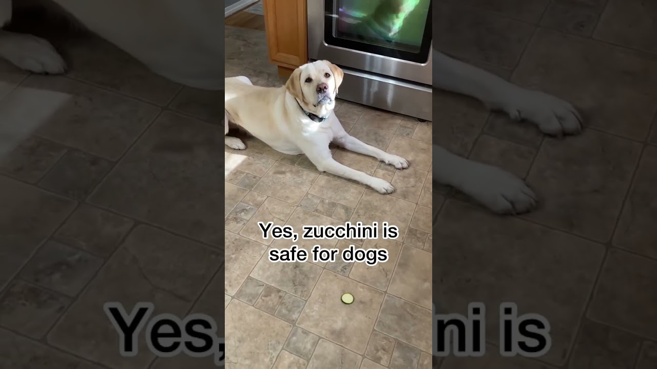 Are Zucchini Safe For Dogs