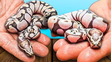I Lied To You About Scaleless Ball Pythons!