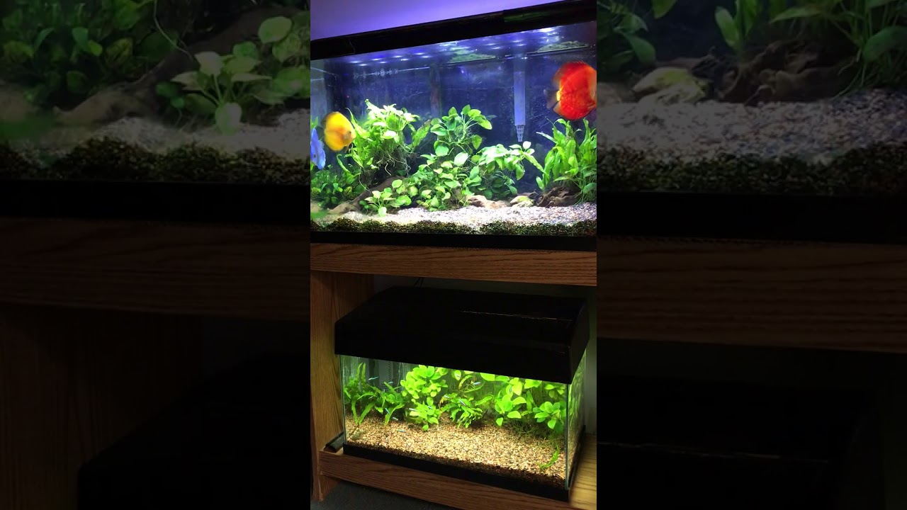 Discus in a 30 Gallon Planted Tank update 5 - YouTube