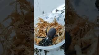 Sydney Funnel-Web Spider (atrax robustus) #australia #spider #sydney #atrax #robustus #venom