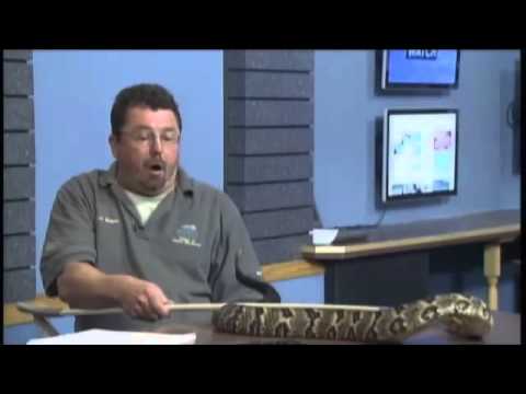 Venomous Snake Endangered In Ohio - YouTube