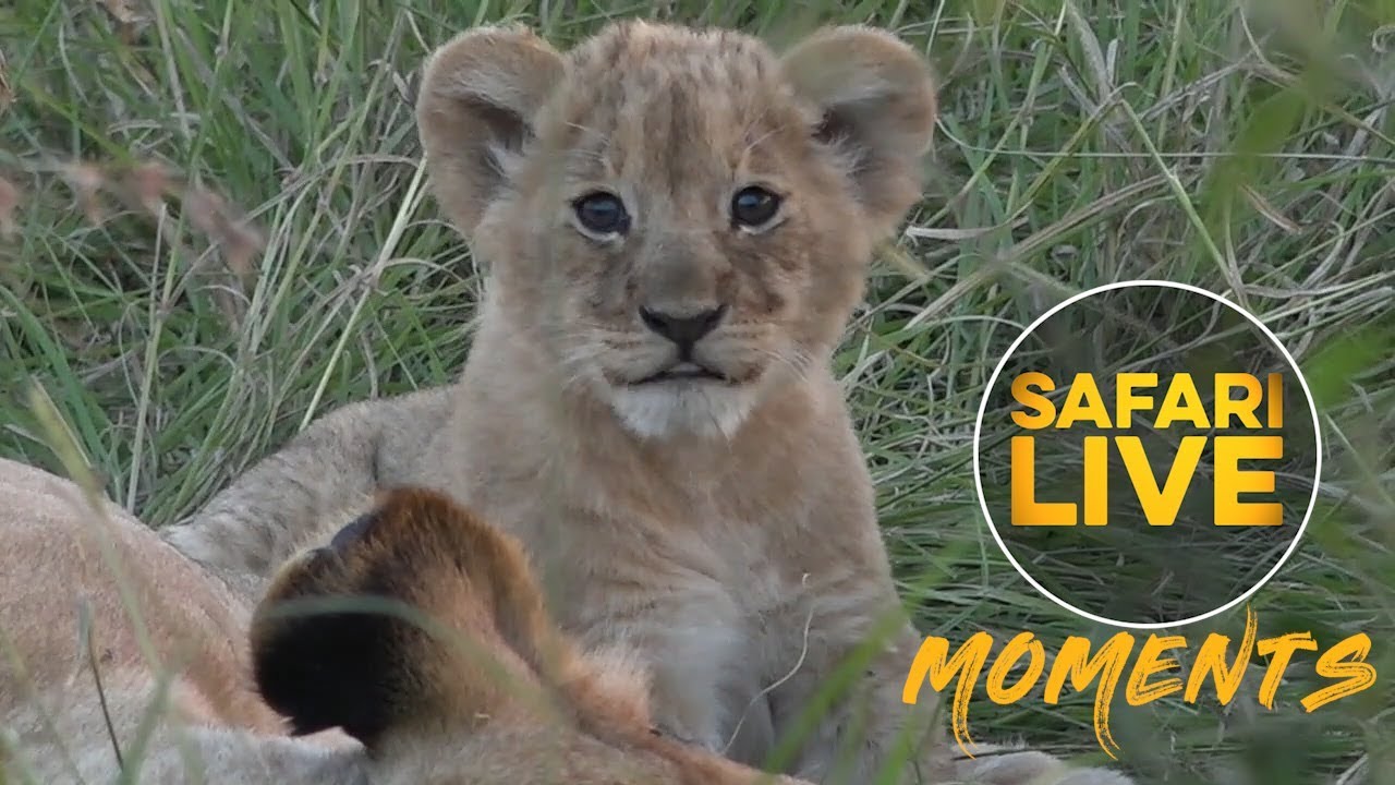 wildearth coupon We Meet the New Owino Pride Cubs!