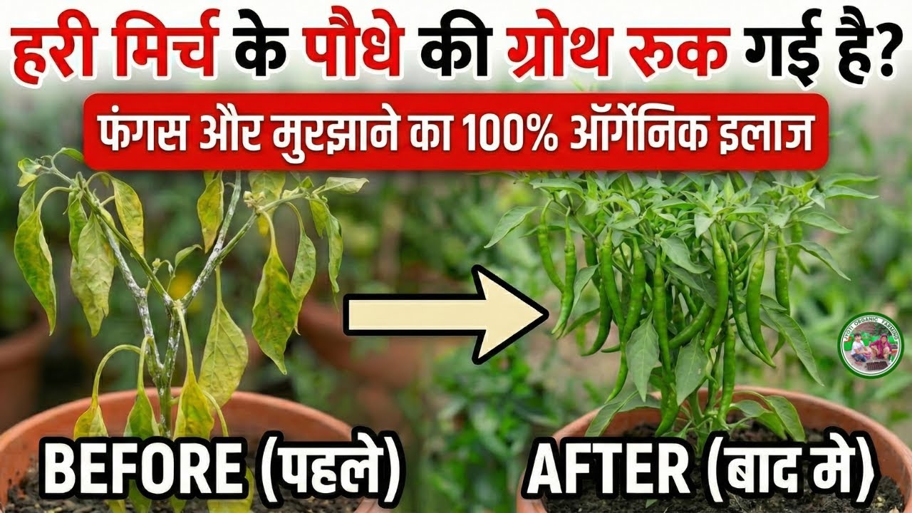 हरी मिर्च के पौधे की ग्रोथ रुक गई है? फंगस और मुरझाने का पक्का इलाज | घर पर सूखते पौधे को कैसे बचाएं