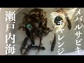底トントン？ただ巻き？ど素人が瀬戸内でメバルサビキチャレンジのちタイラバ【エボシ340 辻堂加工】