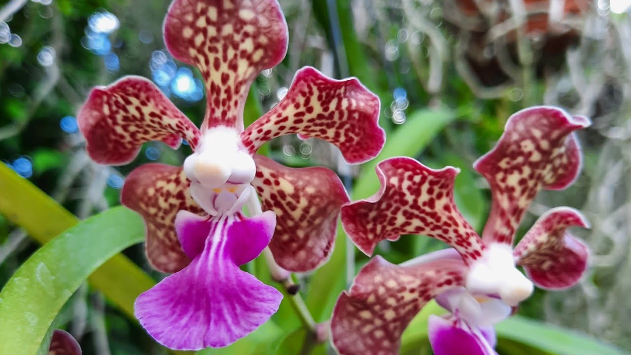 その他 S.M. Novella Vanda Suavis 50mLx2 Vanda tricolor var. suavis – La Foresta Orchids