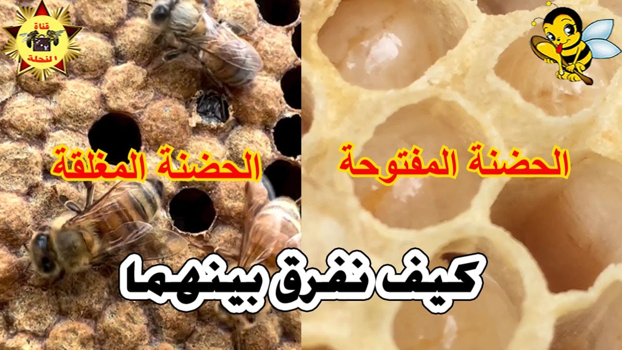 الفرق بين الحضنة المغلقة والحضنة المفتوحة والبيض واليرقات والعسل المختوم والغير مختوم