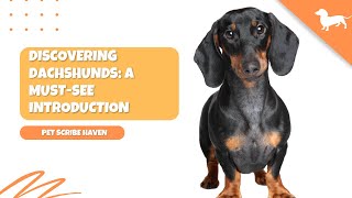 Discovering Dachshunds: A MustSee Introduction