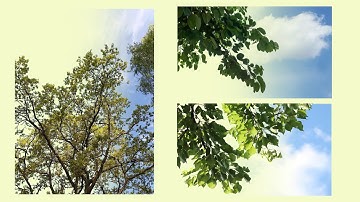 How to Cut Out Tree Leaves in Photoshop