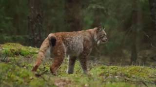 Ryś (Lynx lynx) Puszcza Białowieska 1.03.2017