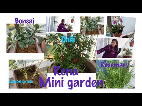 MINI GARDEN | ANG DAMING BUNGA NG AKING SILI |RENA EVLOG