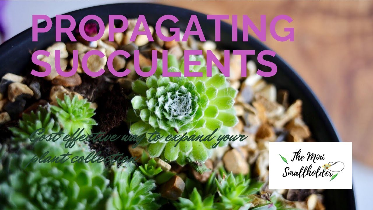 A beginners guide to propagating succulents - YouTube