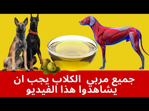 فيديو: هل يؤذي زيت النعناع الكلاب؟