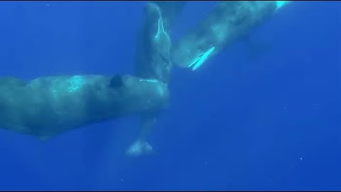 How Scientists Are Using ChatGPT to Decode Whale Language