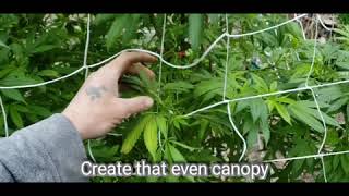 Top dressing & Trellis netting 2020 season marijuana garden